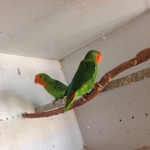 agapornis Pullarius
