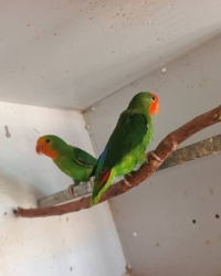 agapornis Pullarius