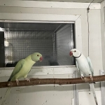 Halsbandparkieten, Halsbanden OpalineButterkop, OpalinClearHeadFallow