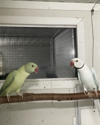 Halsbandparkieten, Halsbanden OpalineButterkop, OpalinClearHeadFallow