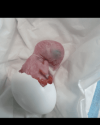 Grootbrengen jonge vogels