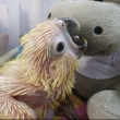 Parrotwelfare