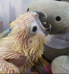 Parrotwelfare