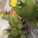 Jonge, super tamme geelvoorhoofd amazones