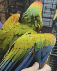 Ara verde (macao x buffon)