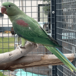 Alexander parkiet DONKERGROEN