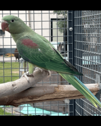 Alexander parkiet DONKERGROEN