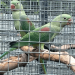 Alexander parkiet DONKERGROEN , DARKGREEN