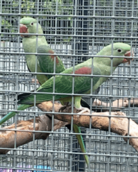 Alexander parkiet DONKERGROEN , DARKGREEN