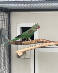 Alexander parkiet DONKERGROEN , DARKGREEN