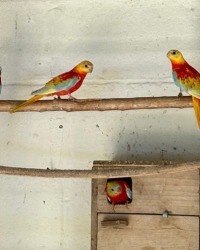 Jonge Turquoisine te koop