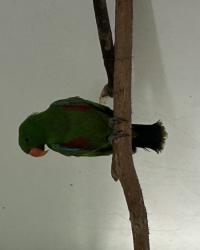 Ceram-Eclectus