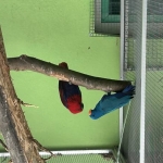 Suche: 0.1 spalt blau oder blaue Edelpapagei