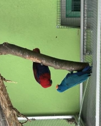 Suche: 0.1 spalt blau oder blaue Edelpapagei