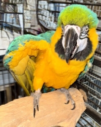 Ara ararauna (blauw gele ara), bewezen man