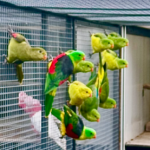 Gele en Split Gele Roodvleugels onverwant ’25