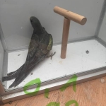 Berg parakeet