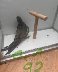 Berg parakeet