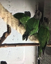 Bonte boertjes,Poicephalus senegalus