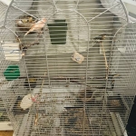 Canari 4