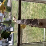 groene alexander poppen groen/ blauw 2025