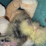 Groot brengen jonge vogels