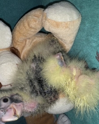 Groot brengen jonge vogels