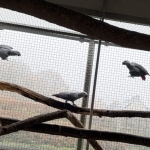 Grijze roodstaart papegaaien