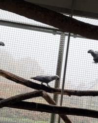 Grijze roodstaart papegaaien