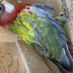 Rosella’s