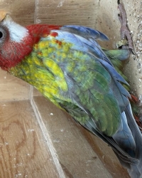 Rosella’s