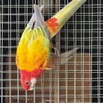 Rosella mutaties