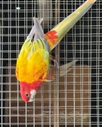 Rosella mutaties