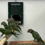 Rozeborstbaard parkiet / moustache parakeet split blue