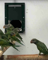 Rozeborstbaard parkiet / moustache parakeet split blue