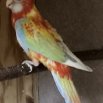 Rosella