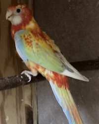 Rosella