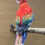 Rosella’s 2025 en 2024 van Wim