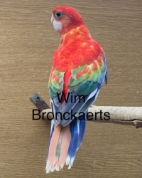 Rosella’s 2025 en 2024 van Wim