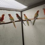 Rosella’s 2025 en 2024 van Wim