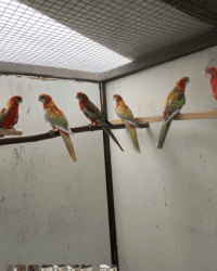 Rosella’s 2025 en 2024 van Wim