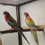 Rosella’s 2025 en 2024 van Wim