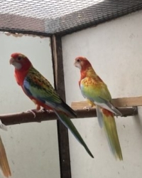 Rosella’s 2025 en 2024 van Wim