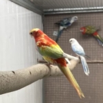 Rosella’s 2025 en 2024 van Wim