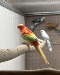 Rosella’s 2025 en 2024 van Wim