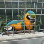 Prachtig Koppel Blauwgele Ara’s
