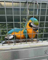 Prachtig Koppel Blauwgele Ara’s