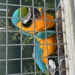 Prachtig Koppel Blauwgele Ara’s