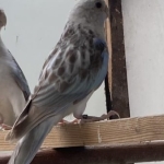 Te koop 0-1 rosella in blauw opaline cynamon split golden en pastel