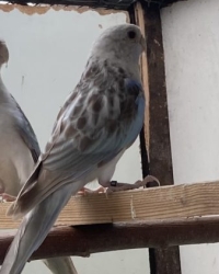 Te koop 0-1 rosella in blauw opaline cynamon split golden en pastel